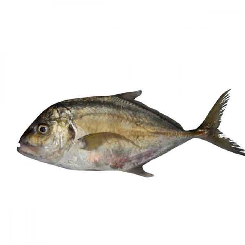 Fresh Trevally Fish Big - 1Kg (Approx)  Fresh Trevally Fish Big - 1Kg (Approx)