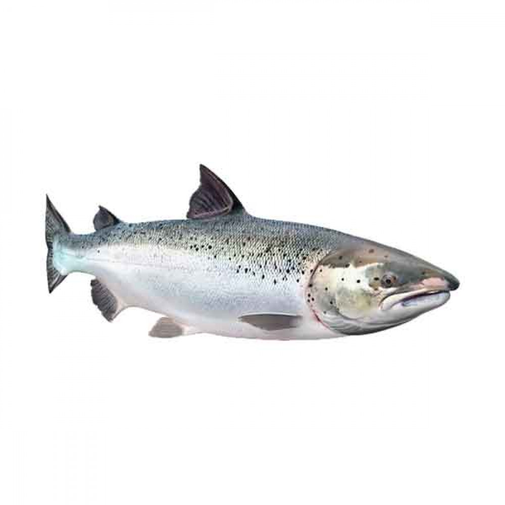 Norwegian Salmon Whole - 1Kg (Approx)  Norwegian Salmon Whole - 1Kg (Approx)