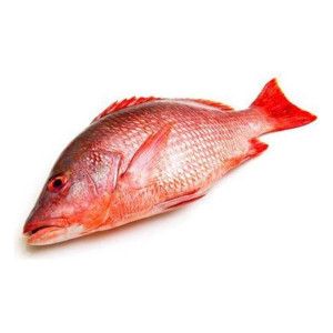 FRESH RED SNAPPER FISH 1KG (APPROX) 